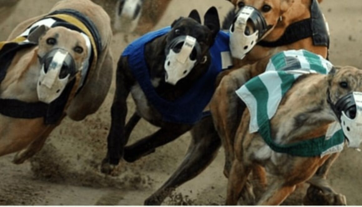 хрътки bet365